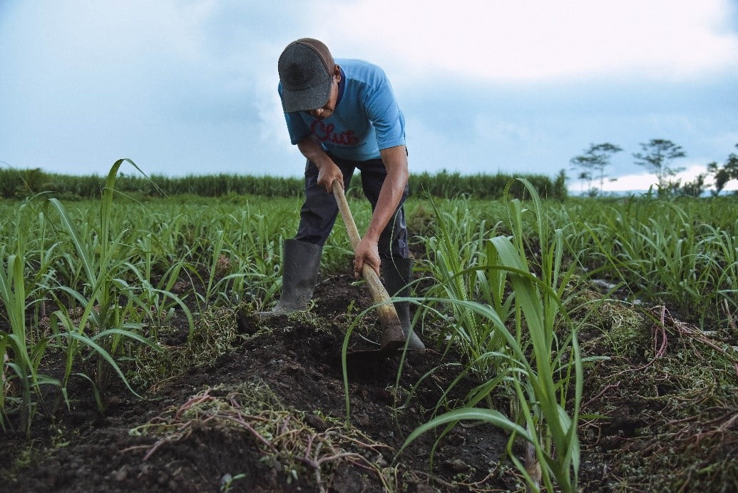 Petani Tebu Diduga  Terjerat Hutang Miliaran