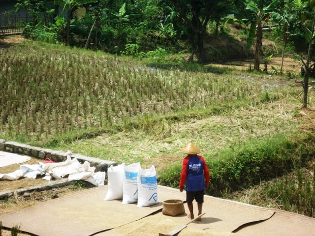 Harga Gabah Tinggi, Petani Senang