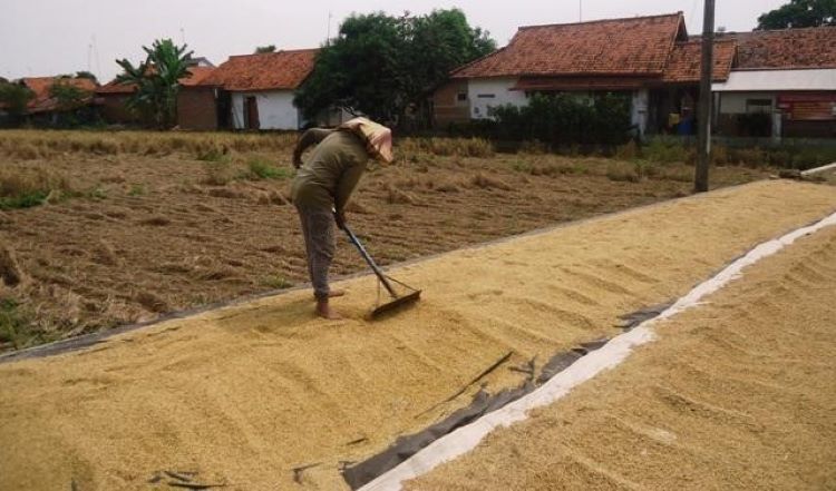 Stok Menipis, Harga Gabah di Majalengka Terus Melejit