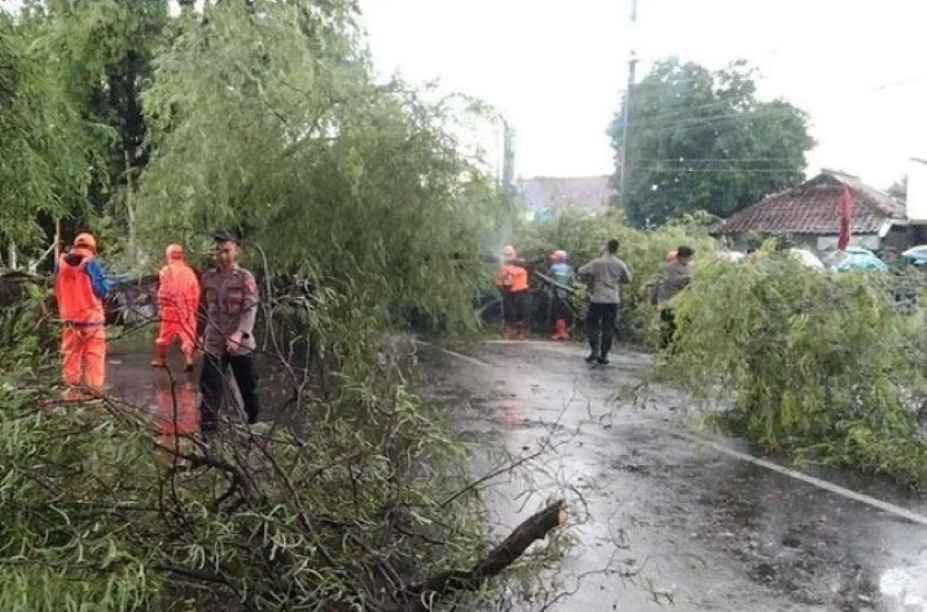 Hujan Disertai Angin Kencang,Sejumlah Pohon Tumbang