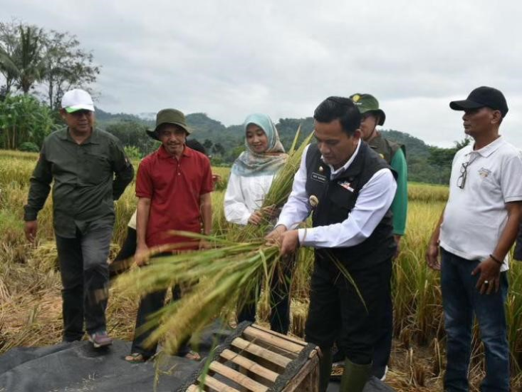 Panen Raya Diharapkan Bisa Tekan Angka Inflasi