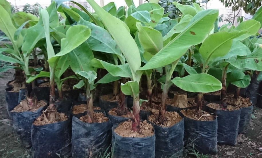 Pemkab Majalengka Sebar 200 Ribu Bibit Pisang Apuy Pemkab Majalengka Sebar 200 Ribu Bibit Pisang Apuy