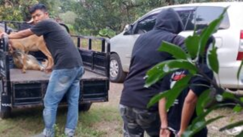 Pelaku Pencurian Domba di Munjul Dibekuk Polisi Pelaku Pencurian Domba di Munjul Dibekuk Polisi