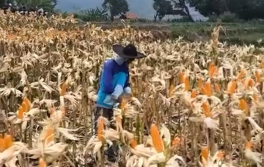 Serapan Jagung Majalengka Tempati Urutan ke Tiga di Jawa Barat